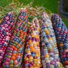 Glass Gem Rainbow Corn Zea mays seeds for planting in flower bed
